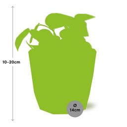 Scindapsus Pictus ‘Trebie’ in ELHO b.for rock 14 cm warm grey (21610)