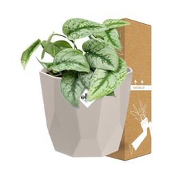 Scindapsus Pictus ‘Trebie’ in ELHO b.for rock 14 cm warm grey (21610)