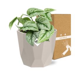 Scindapsus Pictus ‘Trebie’ in ELHO b.for rock 14 cm warm grey (21610)