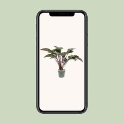 Philodendron Red Beauty (25010)