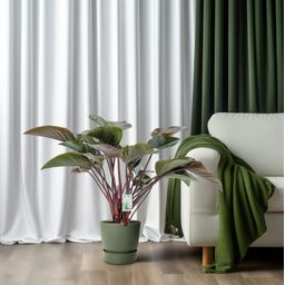 Philodendron Red Beauty (25010)