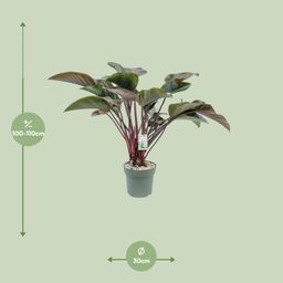 Philodendron Red Beauty (25010)