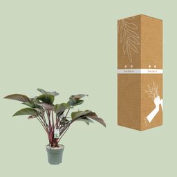 Philodendron Red Beauty (25010)