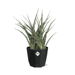 Sansevieria Fernwood Punk in 14cm b.for rock living black (21650)