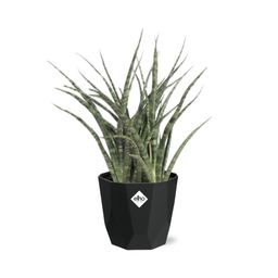 Sansevieria Fernwood Punk in 14cm b.for rock living black (21650)