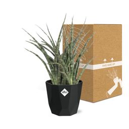 Sansevieria Fernwood Punk in 14cm b.for rock living black (21650)