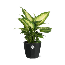 Dieffenbachia ‘Camilla’ in 14cm b.for rock living black (21761)