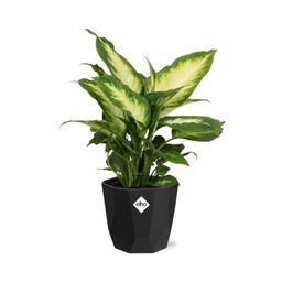 Dieffenbachia ‘Camilla’ in 14cm b.for rock living black (21761)