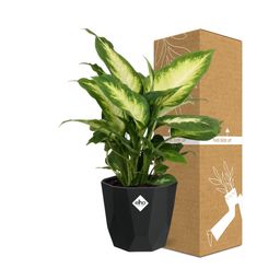 Dieffenbachia ‘Camilla’ in 14cm b.for rock living black (21761)