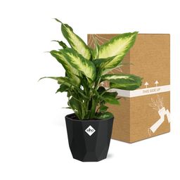 Dieffenbachia ‘Camilla’ in 14cm b.for rock living black (21761)