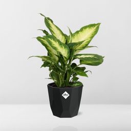 Dieffenbachia ‘Camilla’ in 14cm b.for rock living black (21761)