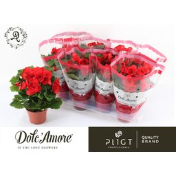 Begonia Baladin P12 Dolc'Amore® (28794)