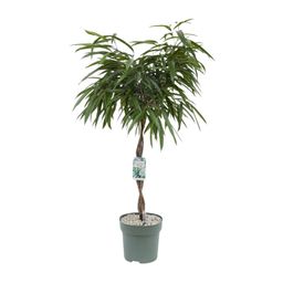 Ficus Mahori (24951)