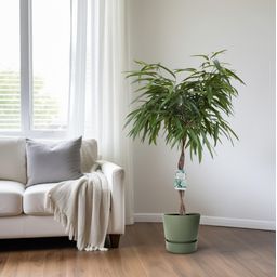 Ficus Mahori (24951)