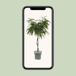 Ficus Mahori (24951)