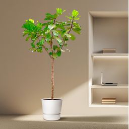 Ficus Lyrata boom XXXL - 270cm - ø45 (8721055693475)
