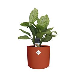 Aglaonema Christina in ELHO b.for soft rond 14cm brique (21479)