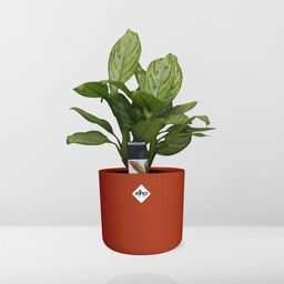 Aglaonema Christina in ELHO b.for soft rond 14cm brique (21479)