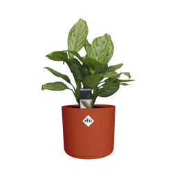 Aglaonema Christina in ELHO b.for soft rond 14cm brique (21479)