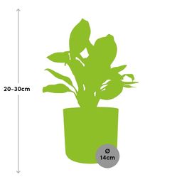 Aglaonema Christina in ELHO b.for soft rond 14cm brique (21479)