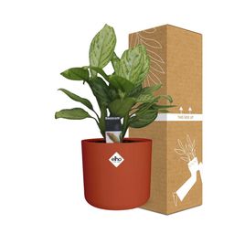 Aglaonema Christina in ELHO b.for soft rond 14cm brique (21479)