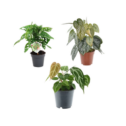 Groen mix 3 planten - Monstera obliqua 'Monkey Leaf' - 25 cm - ø12 - Philodendron Brandtianum - 35 cm - ø12 - Anthurium Chrystallium - 35 cm - ø12 (8721081685277)