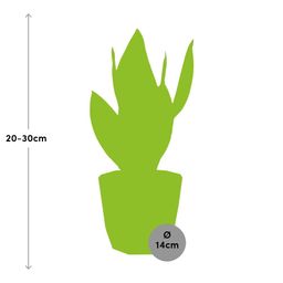 Sansevieria Futura Superba in ELHO b.for rock 14 cm warm grey (21776)