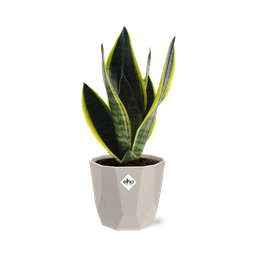 Sansevieria Futura Superba in ELHO b.for rock 14 cm warm grey (21776)