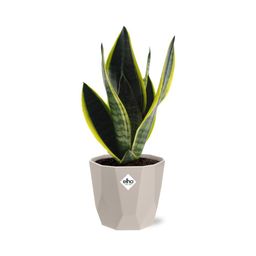 Sansevieria Futura Superba in ELHO b.for rock 14 cm warm grey (21776)