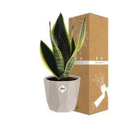 Sansevieria Futura Superba in ELHO b.for rock 14 cm warm grey (21776)