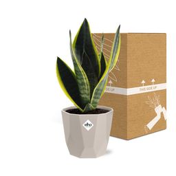 Sansevieria Futura Superba in ELHO b.for rock 14 cm warm grey (21776)