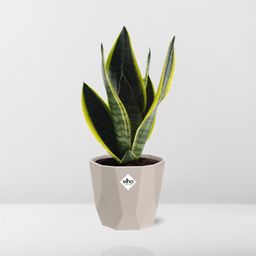 Sansevieria Futura Superba in ELHO b.for rock 14 cm warm grey (21776)