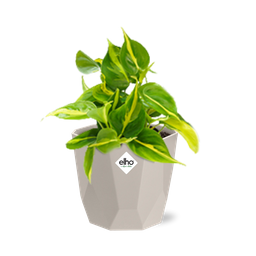 Philodendron Scandens ‘Brasil’ in ELHO b.for rock 14 cm warm grey (21613)