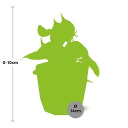 Philodendron Scandens ‘Brasil’ in ELHO b.for rock 14 cm warm grey (21613)