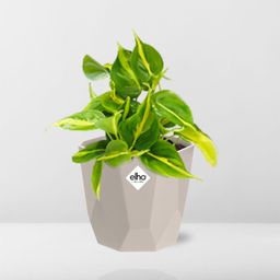 Philodendron Scandens ‘Brasil’ in ELHO b.for rock 14 cm warm grey (21613)