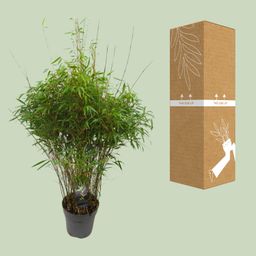 Fargesia 'rufa' - Niet-woekerende Bamboe (25459)