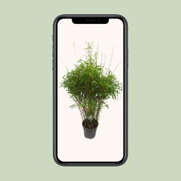 Fargesia 'rufa' - Niet-woekerende Bamboe (25459)