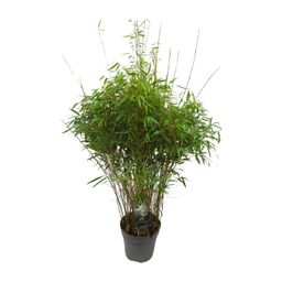 Fargesia 'rufa' - Niet-woekerende Bamboe (25459)