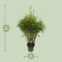 Fargesia 'rufa' - Niet-woekerende Bamboe (25459)