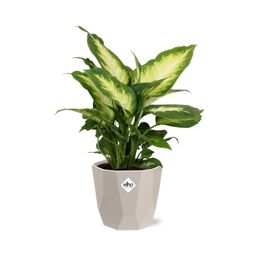 Dieffenbachia ‘Camilla’ in ELHO b.for rock 14 cm warm grey (21771)
