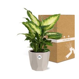 Dieffenbachia ‘Camilla’ in ELHO b.for rock 14 cm warm grey (21771)