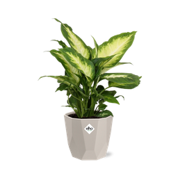 Dieffenbachia ‘Camilla’ in ELHO b.for rock 14 cm warm grey (21771)