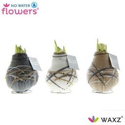 No Water Flowers Waxz Art Rembrandt - 3 stuks - Ø7 cm (26988)