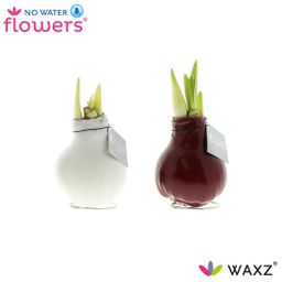 No Water Flowers Waxz Colorz - 2 stuks - Ø7 cm (26992)