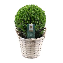 Ilex Crenata 'Jenny'® Ball Ø20cm P17 In Basket (24845)