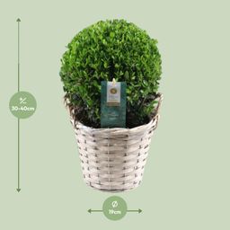 Ilex Crenata 'Jenny'® Ball Ø20cm P17 In Basket (24845)