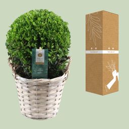Ilex Crenata 'Jenny'® Ball Ø20cm P17 In Basket (24845)