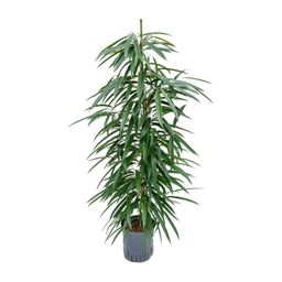 Ficus Binnendijkii 'Alii' (HYDRO) (30786)