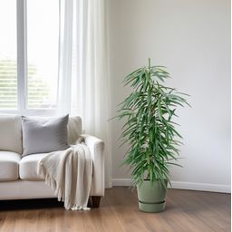 Ficus Binnendijkii 'Alii' (HYDRO) (30786)