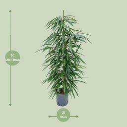 Ficus Binnendijkii 'Alii' (HYDRO) (30786)